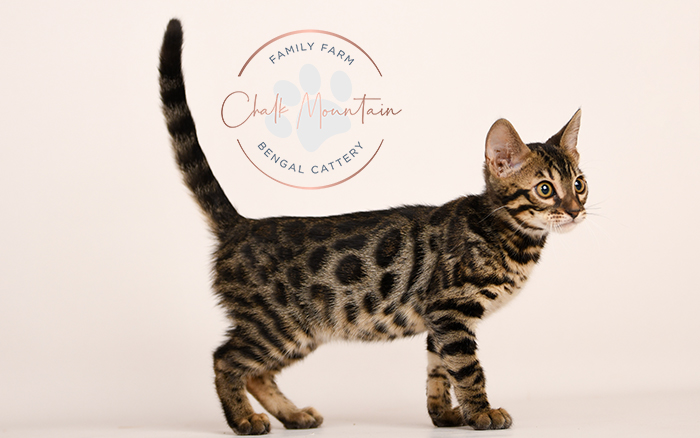 Bengal kitten for sale